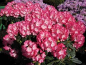 Preview: Ball Rhododendron Fantastica 2