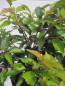 Preview: Hochstamm Rosa Winterkirsche Autumnalis 3