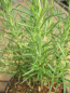 Preview: Rosmarinus officinalis Miss Jessops Upright 2