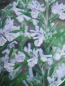 Preview: Rosmarinus officinalis Miss Jessops Upright 3