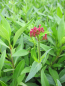 Preview: Rote Spornblume Coccineus G. Wulff  2
