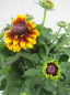 Preview: Rudbeckia hirta - Sunbeckia Kissing Smiley - Sonnenhut Kissing Smiley
