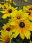 Preview: Rudbeckia - Sunbeckia ® Maya 1