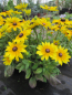 Preview: Rudbeckia - Sunbeckia ® Maya 3