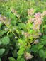 Preview: Säckelblumen Perle Rose - Ceanothus pallidus Perle Rose1