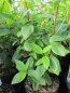 Preview: Säckelblumen Perle Rose - Ceanothus pallidus Perle Rose2