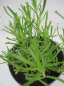 Preview: Inula crithmoides 1