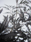 Preview: Hochstamm Schwarzer Holunder Black Lace 3