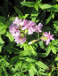 Preview: Seifenkraut Rosea Plena 1