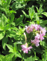Preview: Seifenkraut Rosea Plena 2