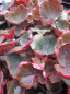Preview: Saxifraga cortusifolia var. Rubrifolia 1