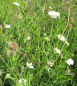 Preview: Skabiose Perfecta Weiß - Scabiosa caucasica Perfecta Alba - Bienenmagnet