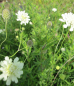 Preview: Skabiose Perfecta Weiß - Scabiosa caucasica Perfecta Alba - Bienenmagnet