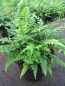 Preview: Polystichum tsussimense Roca 1