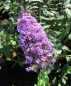 Preview: Schmetterlingsflieder Camberwell Beauty 2