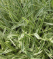 Preview: Agapanthus africanus Tinkerbell 1