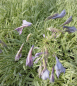 Preview: Agapanthus africanus Tinkerbell 2