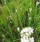 Preview: Schnittknoblauch 2