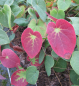 Preview: Schwarzmeer-Elfenblume - Epimedium pinnatum ssp. corchicum - Blattschmuckpflanze