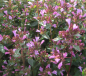 Preview: Origanum laevigatum Aromatico 1