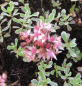 Preview: Sedum spurium Variegatum 2