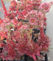 Preview: Sempervivum Bronco 1