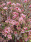 Preview: Sempervivum arachnoideum Silberkarneol 1