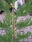 Preview: Sequoiadendron giganteum Greenpeace2