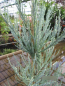 Preview: Sequoiadendron giganteum Powder Blue3