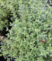 Preview: Silene schafta Splendens 2