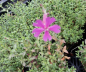 Preview: Herbst-Leimkraut Splendens 1