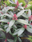 Preview: Skimmia reevesiana Fata Morgana 1
