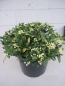 Preview: Skimmia japonica Wakehurst White 2