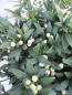 Preview: Skimmia japonica Wakehurst White 1