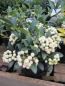 Preview: Skimmia japonica fructu albo1