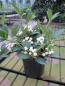Preview: Skimmia japonica fructu albo3