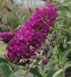 Preview: Schmetterlingsflieder buzz Pink Purple