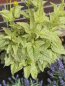 Preview: Sonnenauge Helikon - Heliopsis helianthoides - Bienenmagnet - Blattschmuckpflanze