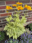 Preview: Sonnenauge Helikon - Heliopsis helianthoides - Bienenmagnet - Blattschmuckpflanze