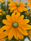 Preview: Rudbeckia - Sunbeckia® Ophelia 1