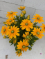 Preview: Rudbeckia - Sunbeckia® Ophelia 2