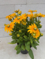 Preview: Rudbeckia - Sunbeckia® Ophelia 3