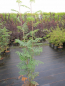 Preview: Sorbus aucuparia Edulis 2