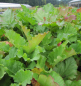 Preview: Rheum rhabarbarum 2