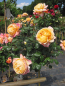Preview: Stammrose Aquarell 2
