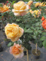 Preview: Stammrose Aquarell 1