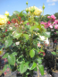 Preview: Stammrose Marselisborg 3