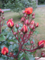 Preview: Stammrose Phoenix 3