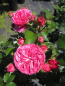 Preview: Stammrose Renee van Wegberg 1