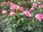 Preview: Stammrose Walzertraum 1